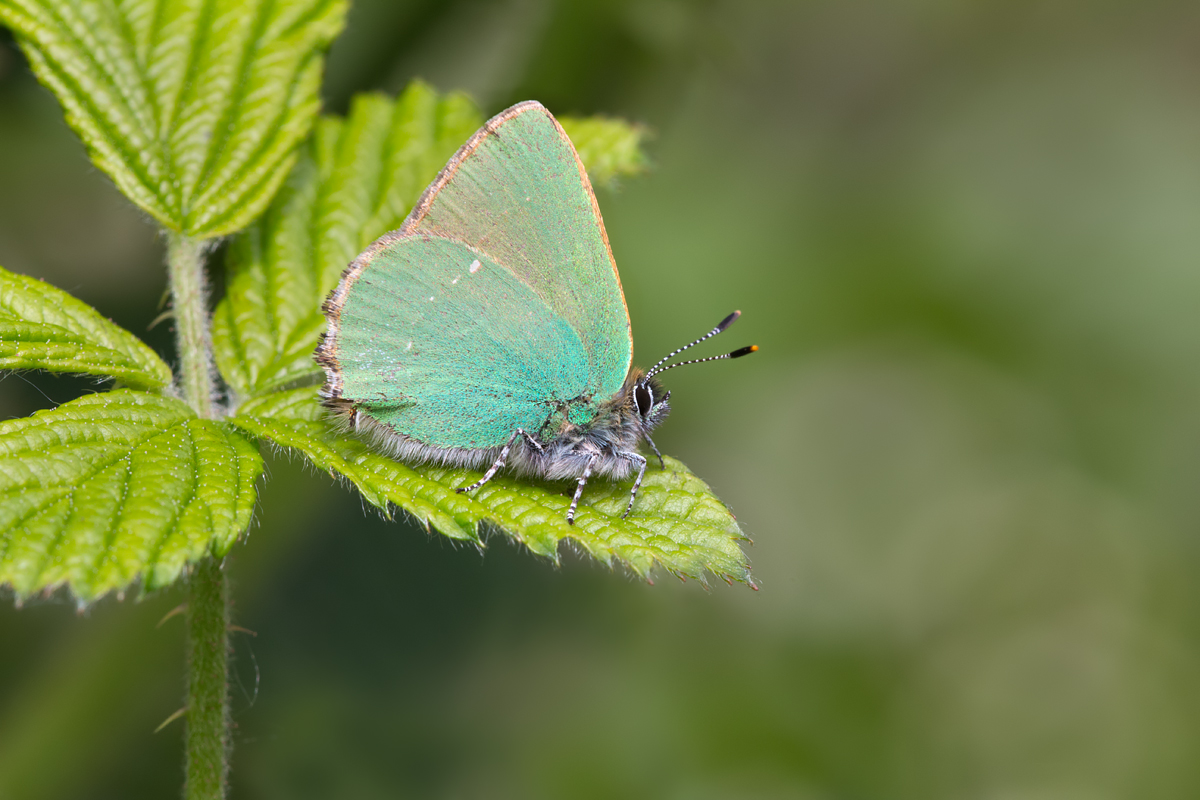 Green Hairstreak 4